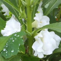 Weiß balsam pflanze variety for elegant gardens