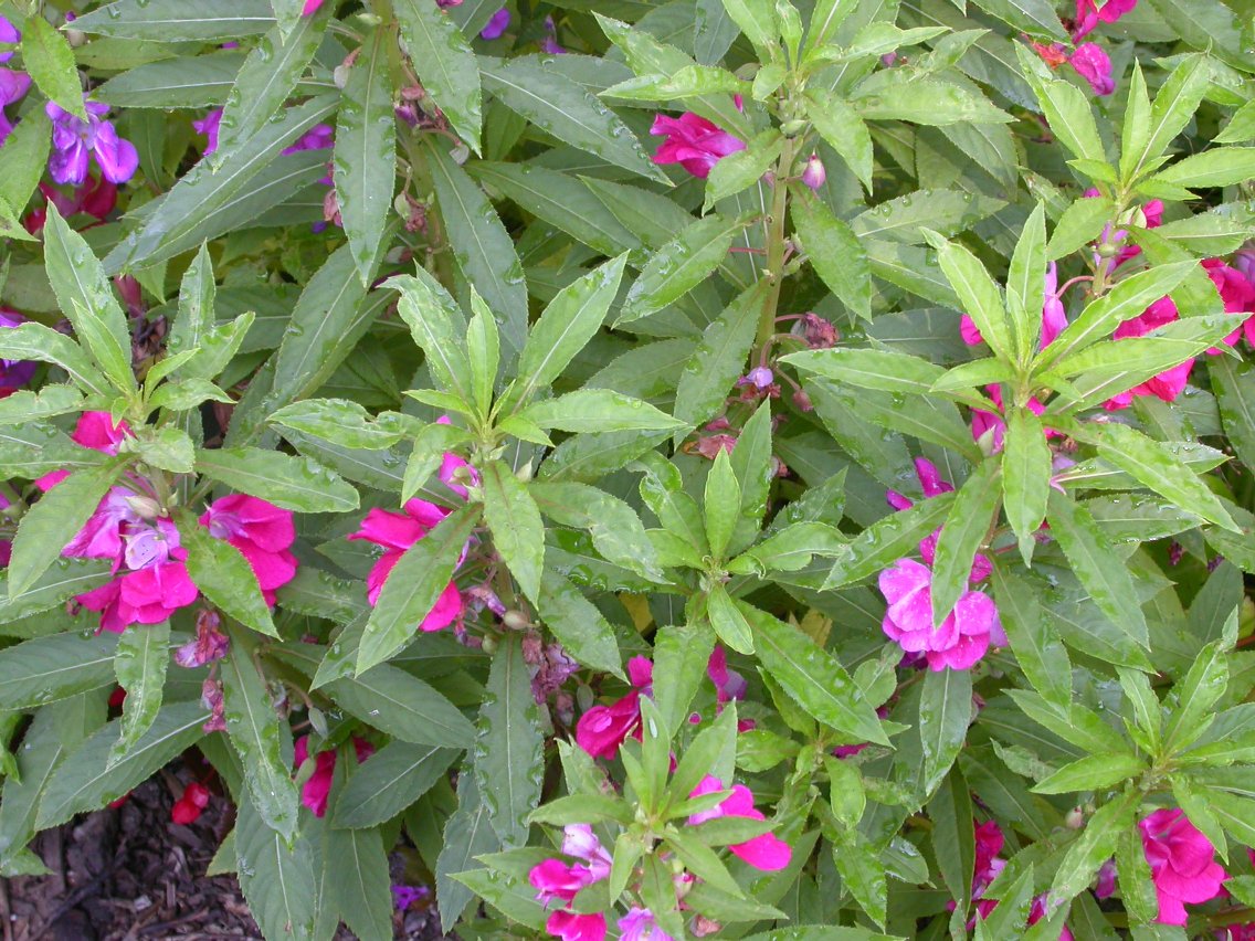Balsamine blume samen for anpflanzung