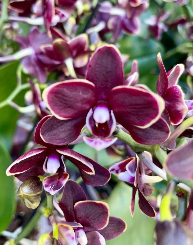 Chocolate Schmetterlingsorchidee Orchidee Blumensamen zur Aussaat – ideal Rabatten – Traditionssorte & ohne Gentechnik Samen Hausgarten