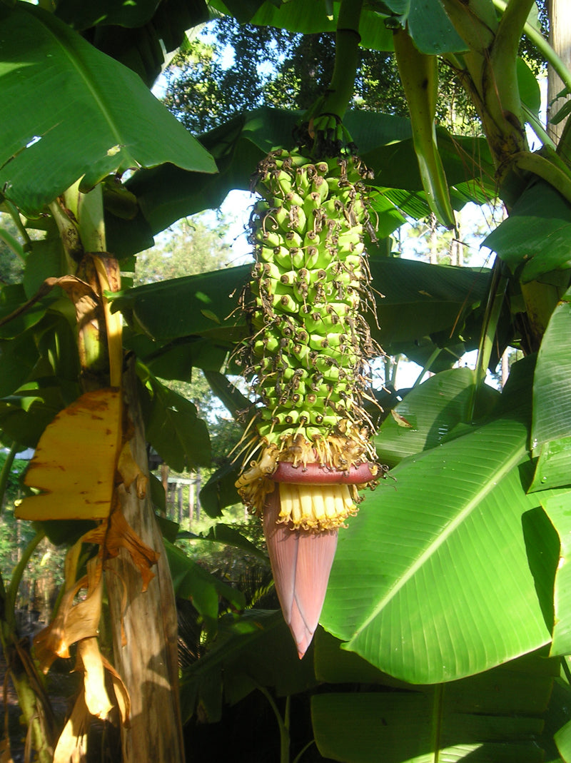 Bananensamen für einfaches Anpflanzen