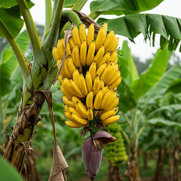 Semi di banana facili da piantare