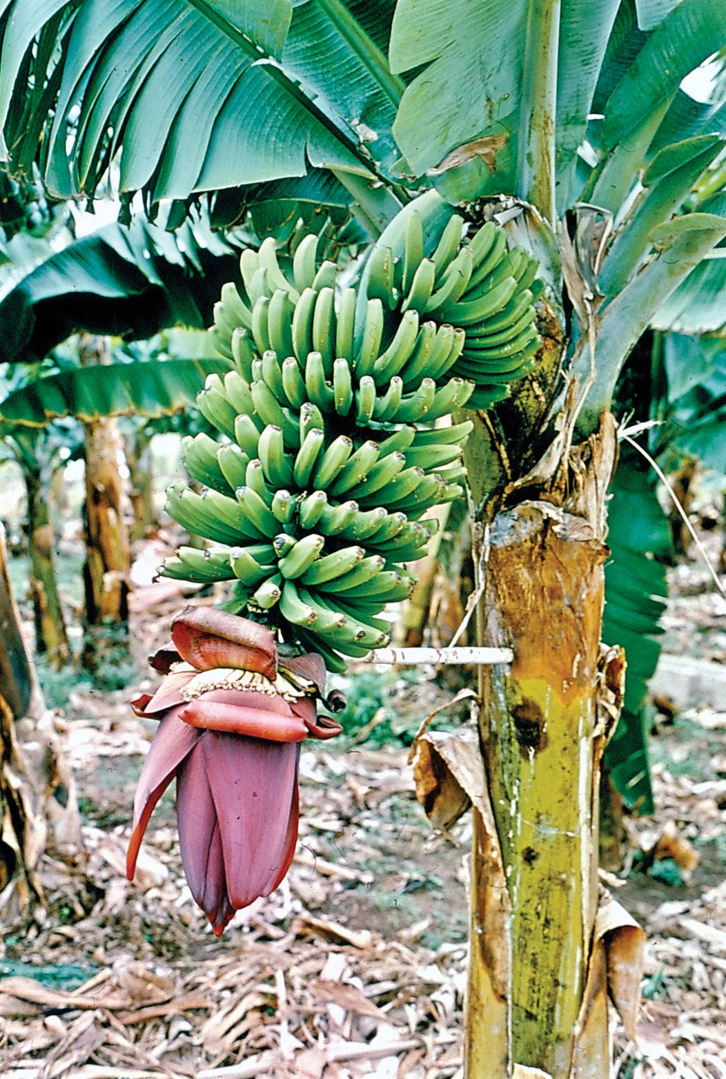 Galb Banane Samen für einfaches Anpflanzen