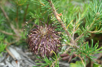 Violet banksia blumen wachsend in töpfen