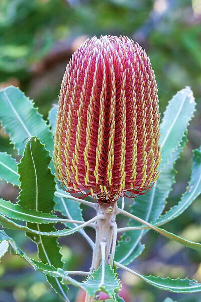 Banksia Blumensamen zur Aussaat farbenfroh Schau Traditionssorte & ohne Gentechnik Samen Hausgarten