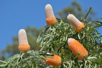 Banksia Blumensamen zur Aussaat Drought verträglich Traditionssorte & ohne Gentechnik Samen Hausgarten