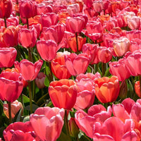 tief Rosa Tulpe Blumensamen zur Aussaat ideal Rabatten Traditionssorte & ohne Gentechnik Samen Hausgarten