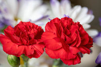 Buy dianthus caryophyllus samen online