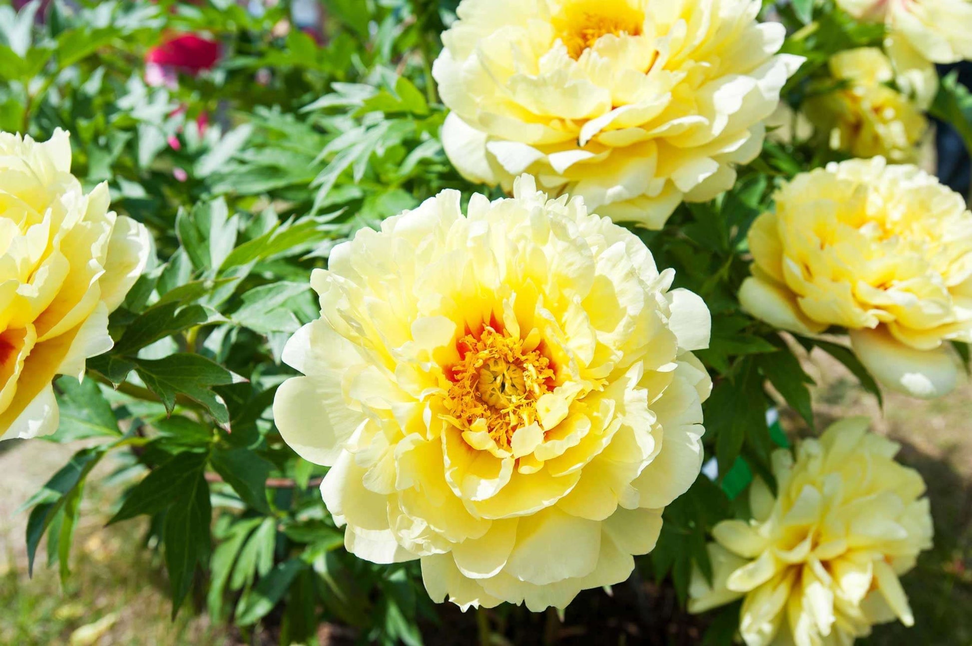 Bartzella Blumensamen zur Aussaat – robust Sorte – Traditionssorte & ohne Gentechnik Samen Hausgarten