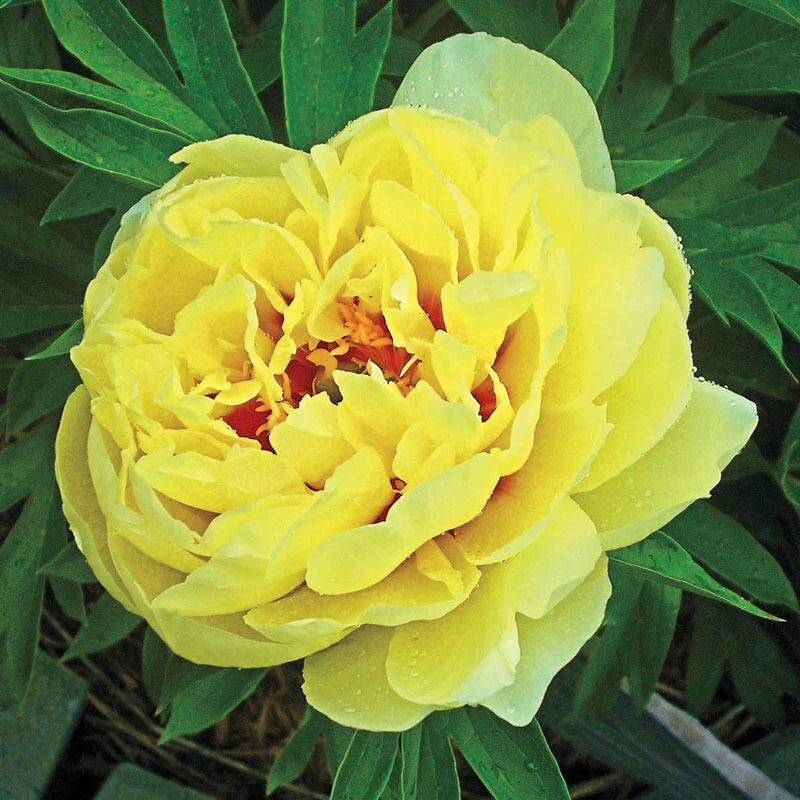Bartzella gelb flowering samen for anpflanzung and gardening