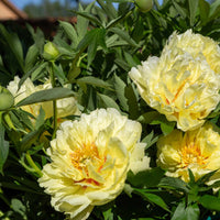 Bartzella gelb hybrid peony samen for vibrant blumen