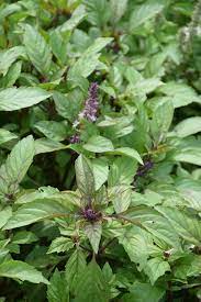 Anise Persian Basil Anbau in a container