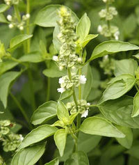 Lime Basil Seedlings Sprouting in Pots for Zuhause Garten