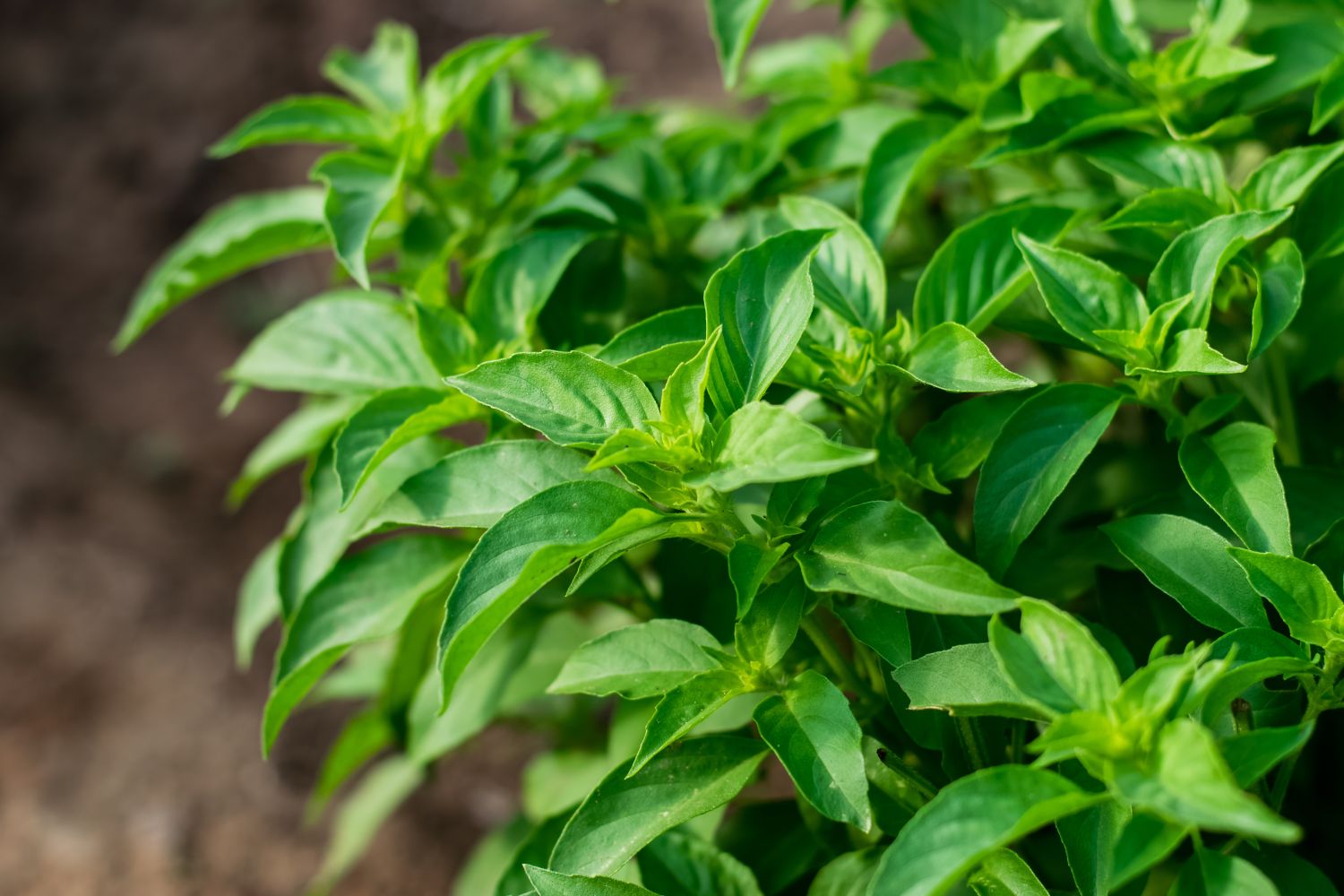 Lime Basil white Blumen attracting pollinators grown from Samen