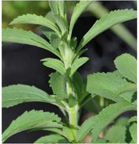 Dense leafy basil foliage from gentechnikfrei Mozzarella Basil Samen