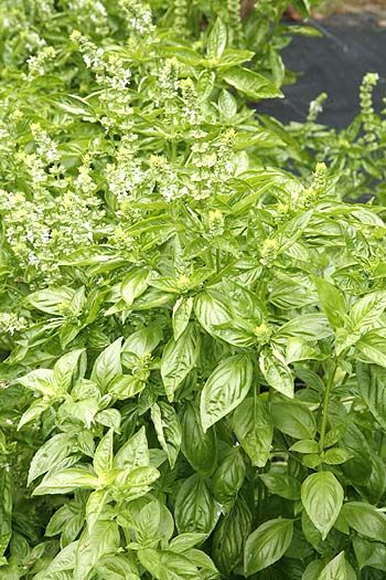 Sweet Basil Seedlings Anbau Indoors in Containers