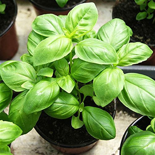 Aromatic basilikum samen non gmo für aussaat