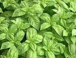 Basil Samen for Aussaat in Zuhause Kraut gardens