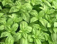 Basil Samen for Aussaat in Zuhause Kraut gardens