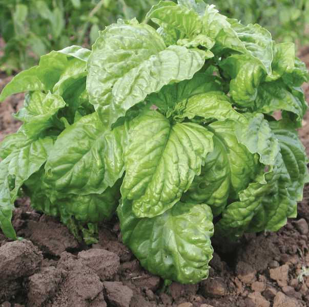 Mammoth Leaf Basil grown from Samen thriving in containers