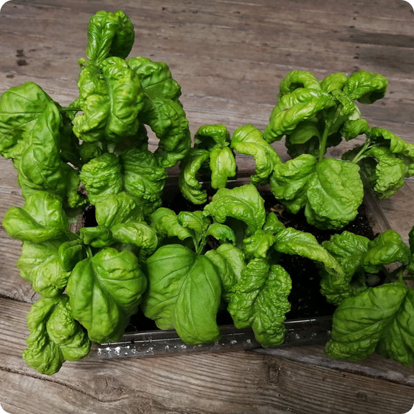 Tuscany Basil Samen Ocimum basilicum Pflanze for Zuhause Gartenarbeit