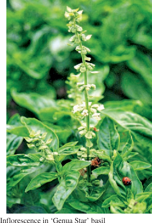 White Blumen on Sweet Basil Ocimum basilicum Pflanze