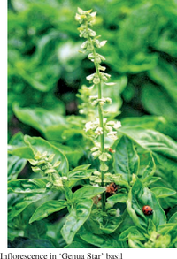 White Blumen on Sweet Basil Ocimum basilicum Pflanze