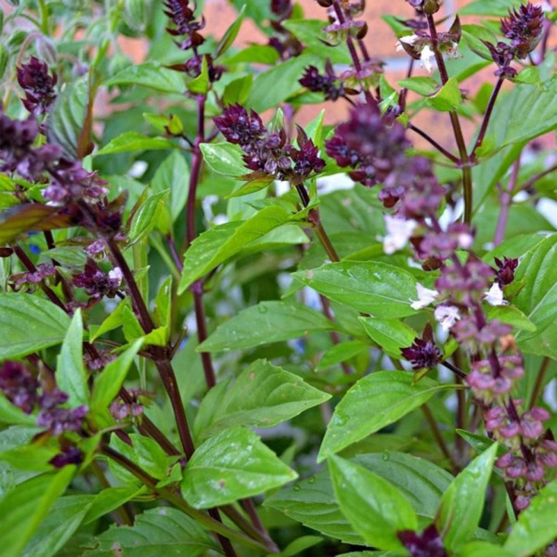 Basilico Mostruoso Basil Samen giant green leaf variety