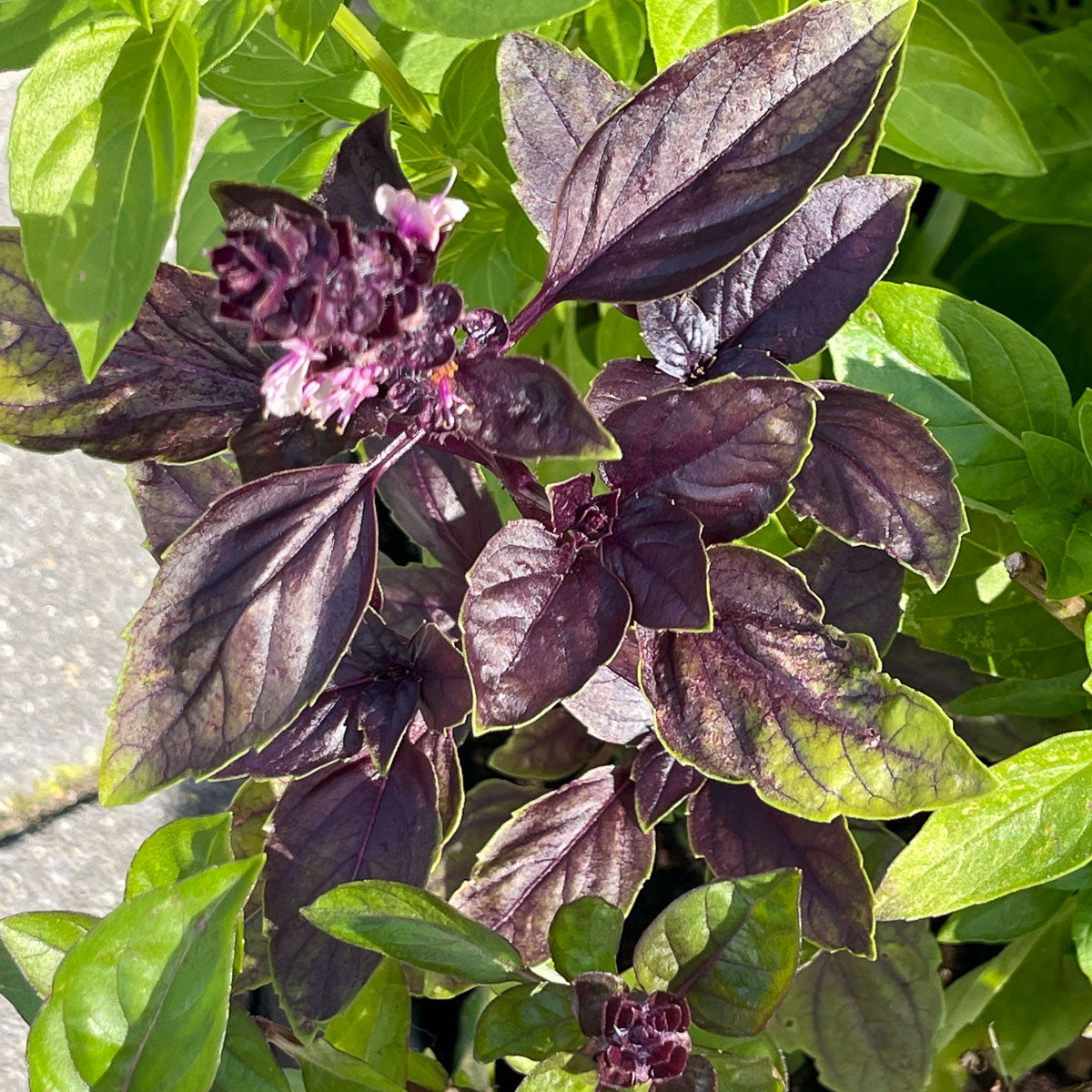 Violett Ocimum Blumensamen zur Aussaat – Landhaus Garten wichtig – Traditionssorte & ohne Gentechnik Samen Hausgarten