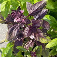 Violett Ocimum Blumensamen zur Aussaat – Landhaus Garten wichtig – Traditionssorte & ohne Gentechnik Samen Hausgarten