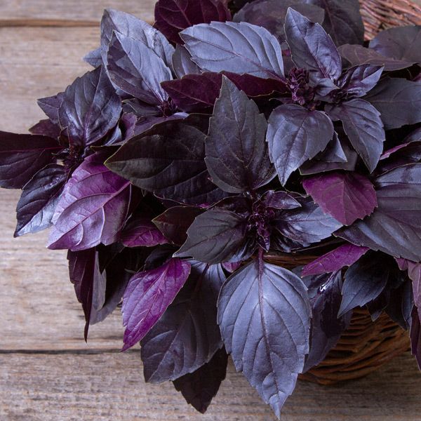 Lila Basil Plant Samen zum Pflanzen