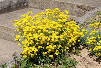 Gelb Aurinia Saxatilis Blumensamen zur Aussaat – Drought verträglich – Traditionssorte & ohne Gentechnik Samen Hausgarten
