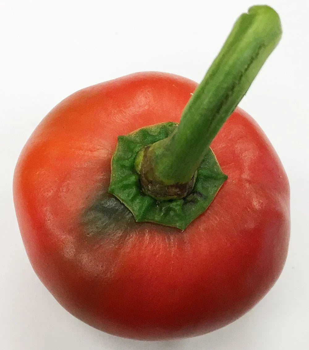 Harvest-ready basque nora peppers aus samen