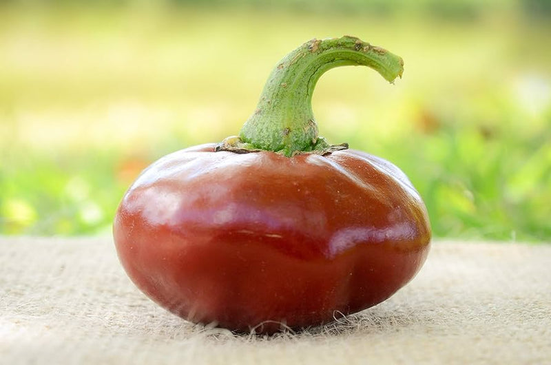 Basque nora pepper samen für home garten aussaat, non-gmo