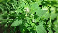 Bathua samen ideal für home gardens