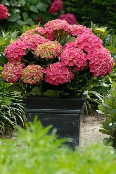 Grün & Rot Hortensie Blumensamen zur Aussaat – Anzucht – Traditionssorte & ohne Gentechnik Samen Hausgarten