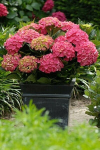 Grün & Rot Hortensie Blumensamen zur Aussaat – Anzucht – Traditionssorte & ohne Gentechnik Samen Hausgarten