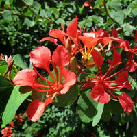 Bauhinia galpinii rot orchid samen for anpflanzung