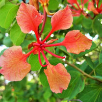 Jung bauhinia galpinii seedlings wachsend in töpfen
