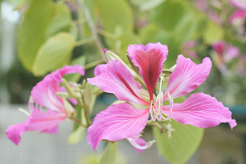 Variegata Blumensamen zur Aussaat robust Sorte Traditionssorte & ohne Gentechnik Samen Hausgarten
