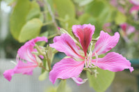 Variegata Blumensamen zur Aussaat robust Sorte Traditionssorte & ohne Gentechnik Samen Hausgarten