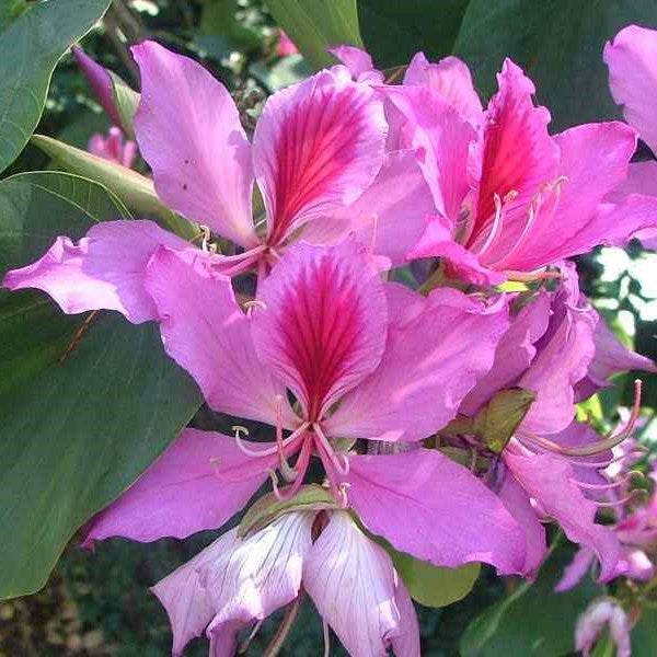 Variegata Blumensamen zur Aussaat robust Sorte Traditionssorte & ohne Gentechnik Samen Hausgarten