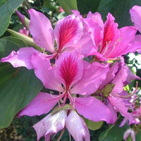 Variegata Blumensamen zur Aussaat robust Sorte Traditionssorte & ohne Gentechnik Samen Hausgarten
