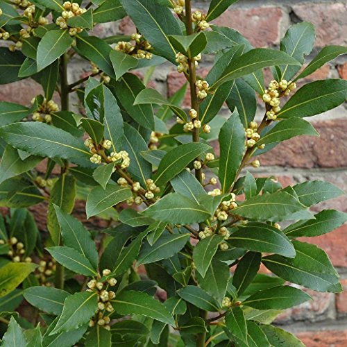 Container-grown Bay Laurel Kraut Pflanze