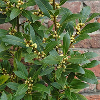 Container-grown Bay Laurel Kraut Pflanze