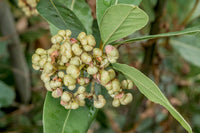 Bay Laurel Samen Germinating in Potting Soil