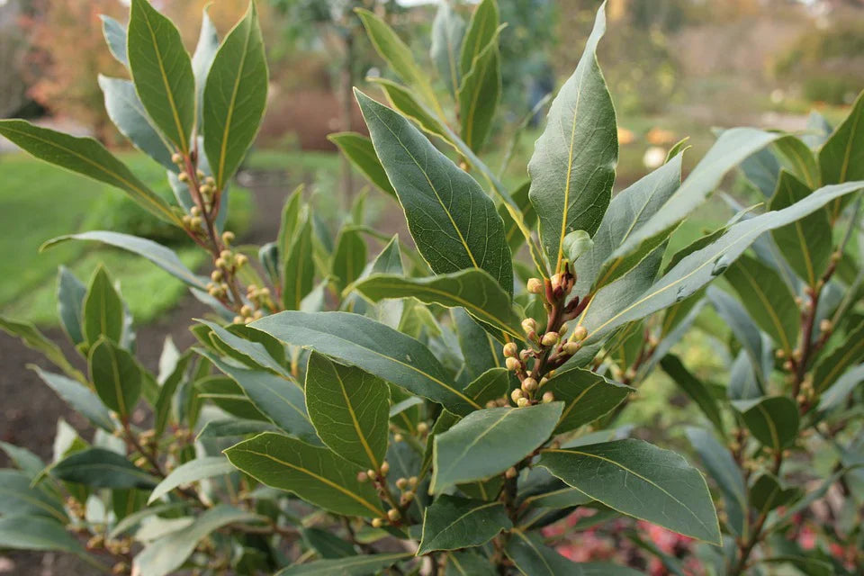 Healthy Bay Laurel Seedlings Anbau Indoors