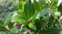 Bay Laurel Samen for Easy Zuhause Garten Aussaat