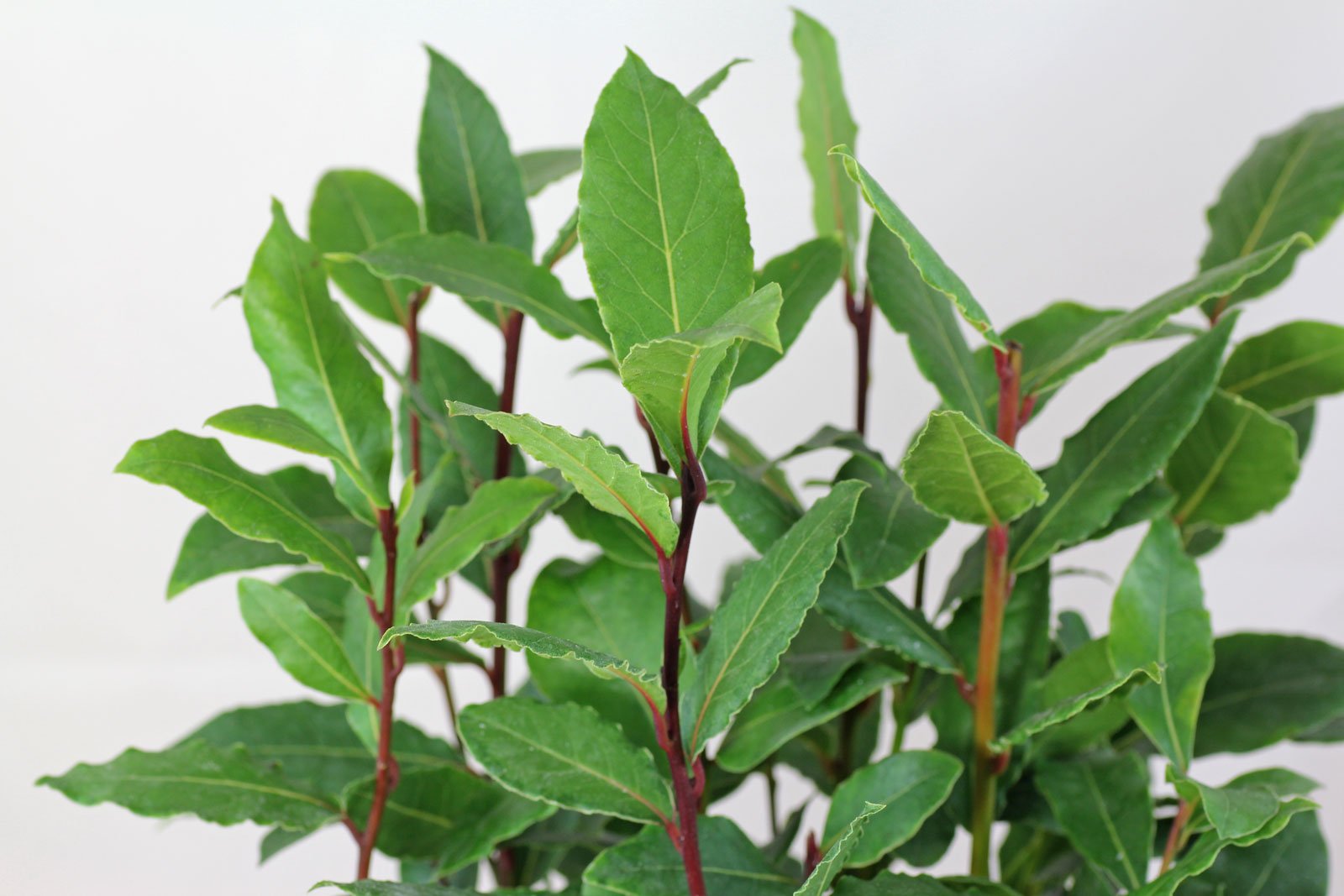 Bay Laurel tree grown from Samen in large container