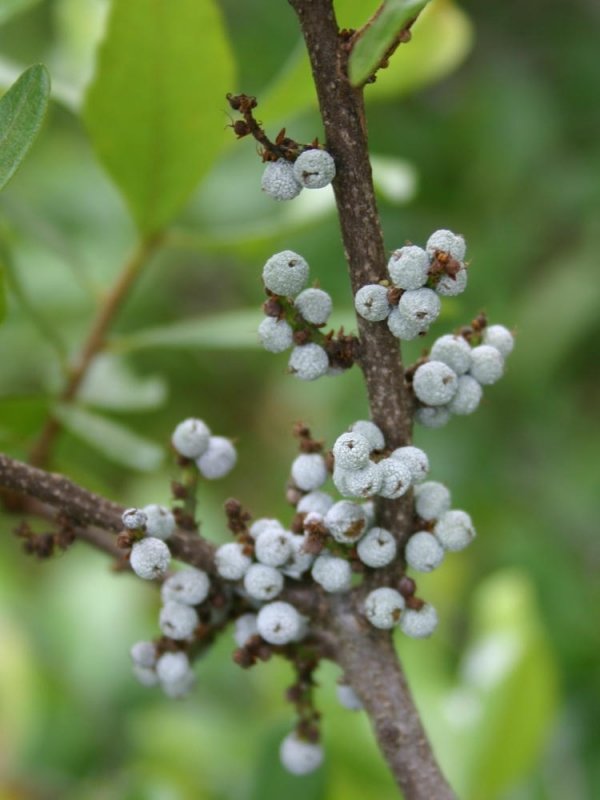 Gray berries Fruchtsamen für einfaches Anpflanzen