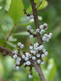 Gray berries Fruchtsamen für einfaches Anpflanzen